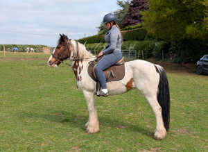 14hh coloured cob mare