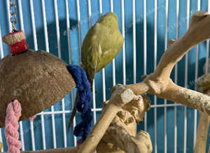 Indian ringneek parrots Glasgow