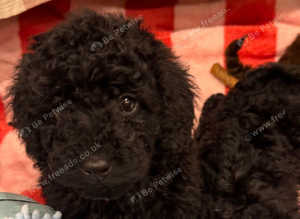 TOY CAVAPOO PUPPIES last 2