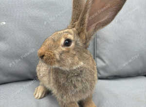 READY NOW Very big Giant continental rabbits