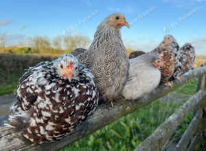 Pekin bantam point of lay pullets
