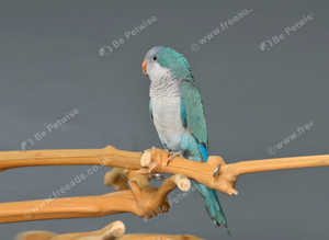 Baby Blue Quaker parrots,17