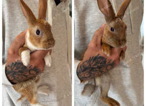 Beautiful mini velvet fur rex rabbit babies