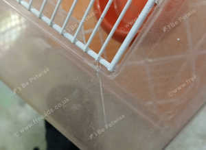 Ferplsst rodent cage with bowl