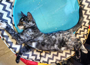 Silver Blue Tabby & Tortie Smoke Bengal X Kittens