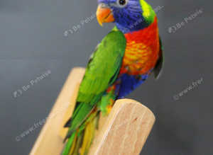 Rainbow Lorikeet17