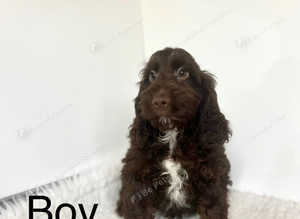 1 stunning chocolate cockapoo boy