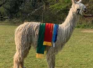 Pet Male Suri Alpacas - perfect lawn mower!