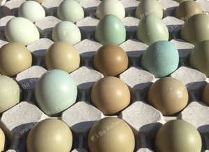 Fresh Pheasant eggs for sale