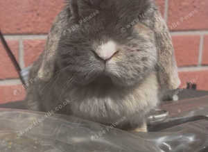 Mini lop doe