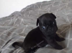 6 black pug puppies for sale