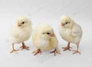 wheaten copper maran chicks Chicken