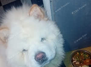 Full pedigree chow chow white pink nose male