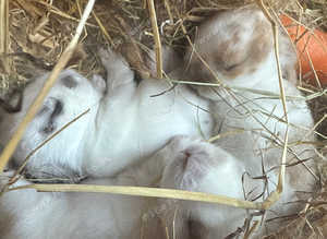 Mini lop bunny's