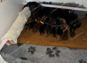 Miniature dachshund amazing colours