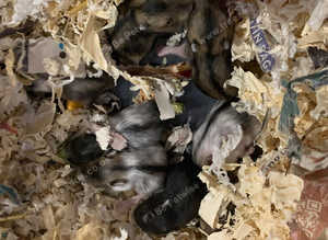 Beautiful Really Cute Baby Dwarf Russian Hamsters
