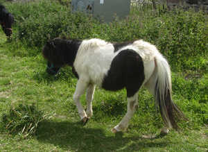 registered shetland yearling