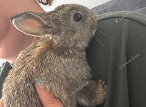 Dutch rabbits