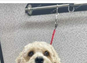 Cavachon stud  to be used.