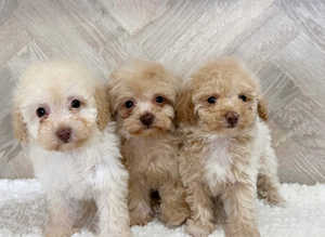 REDUCED Russian champion toy maltipoo puppies available