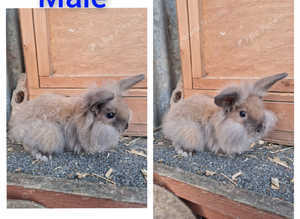 lion head rabbits