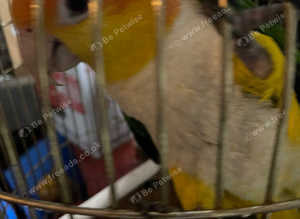 Yellow thighed caique hand reared