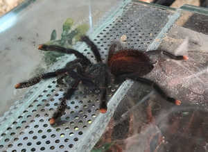 Avicularia geroldi - Blue & Green Pink Toe Tarantula over 3nches