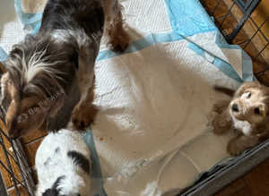 One Fully vaccinated show cocker spaniel puppy