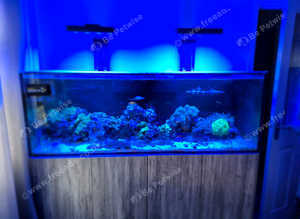 Marine fish tank