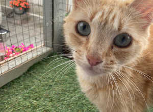 Ginger with blue eyes