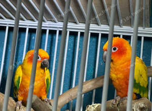 Baby sun conure Glasgow