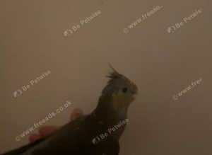 9 weeks old Semi tame hen cocktail for sale
