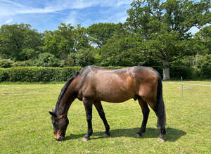 Retirement/Full Livery Available