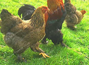 Gold Partridge Brahma Hatching Eggs x 6