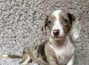 Stunning kc registered chocolate dapple piebald female