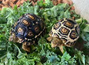 Leopard Tortoise Babies- Rare Colouring