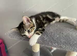 Kittens ready now
