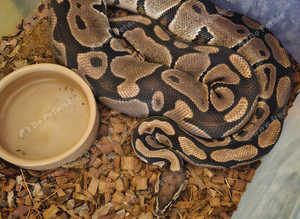 Classic 100% Het Desert Ghost Female