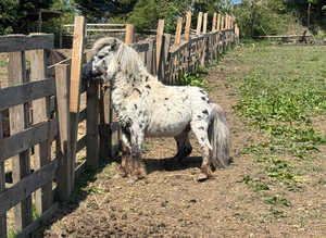 Wanted to buy Shetlands, spotted, minis