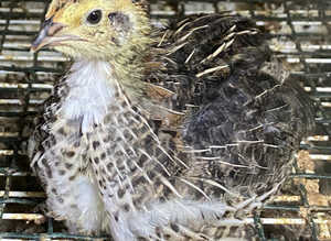 Jumbo Japanese quails
