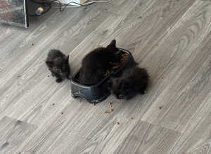 Black kittens