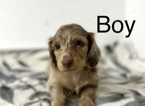 6 wonderful dachshund girls and boys