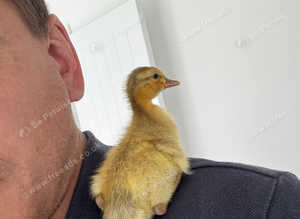 Runner Duck chicks