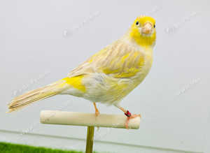 Isabel canaries