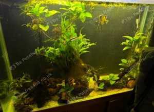 Fish tank 500l