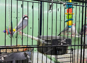 Java finches Glasgow