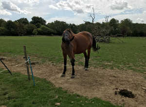 SPACES FOR UP TO 3 HORSES AT GRASS LIVERY.