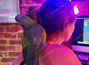 Wanted any parrots or parakeets needing a home!