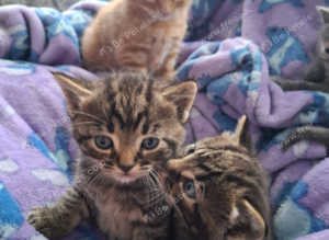 3 beautiful male kittens looking for forever home