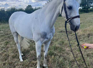 Missy 14.2hh 11 year old mare